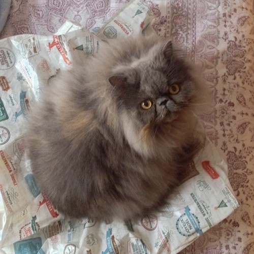 persiancatworld:  #persiancat on ig by http://ift.tt/1fefBAJ 