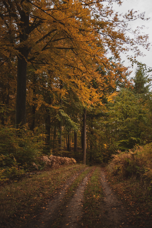 Autumn walk / October, DenmarkInstagram