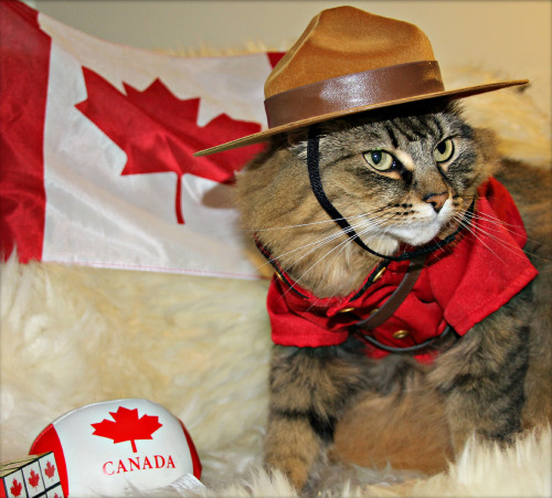 mostlycatsmostly: Happy Canada Day from Abbie (via Alaidh…)