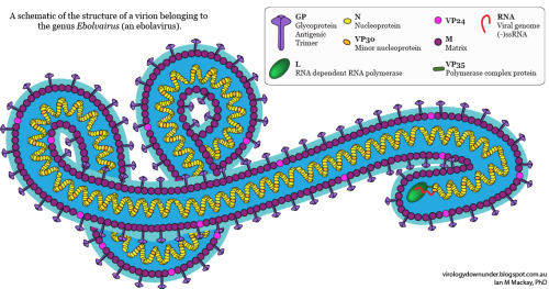 Structure of an Ebola Virusby Virology Down Under