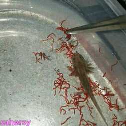 Sahersy Baby Axolotl Vs Bloodworms Wild Type Axie