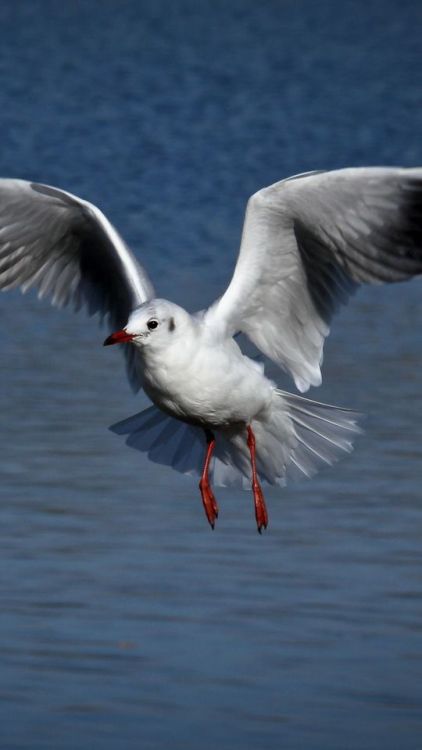 Flight, wings, seagird, white, seagull, 720x1280 wallpaper @wallpapersmug : ift.tt/2FI4itB -