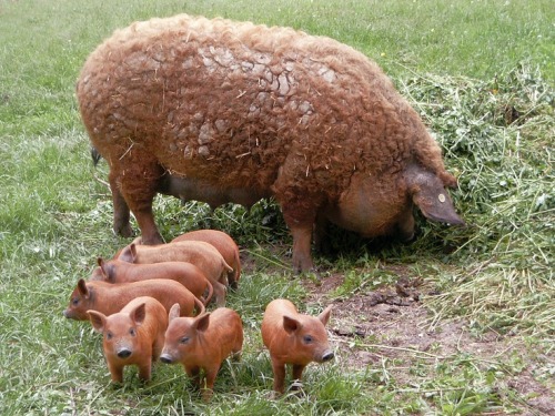 lolcuteanimals: Mangalitsa pig and piglets.