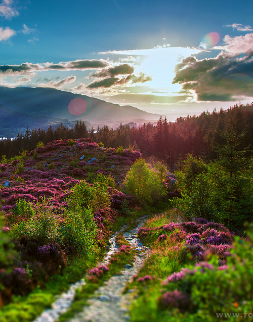 opticcvlture: Magic path, Scotland