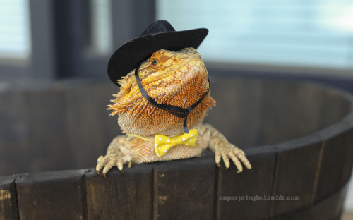 superpringle:  We all know who the real lizard president of 2016 is.