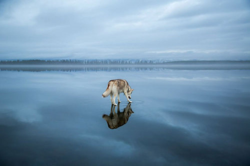 mymodernmet:Two Majestic Huskies Walk on Water Across the Surface of a Frozen Lake