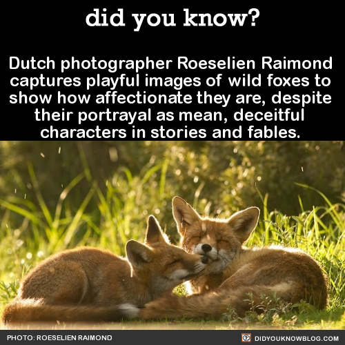 did-you-kno:  Dutch photographer Roeselien Raimond captures playful images of wild