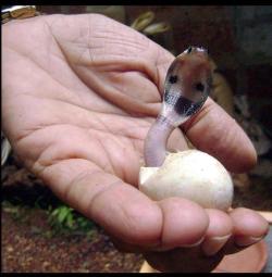 non-compos-mentis:  llbwwb:  Hatching Cobra.