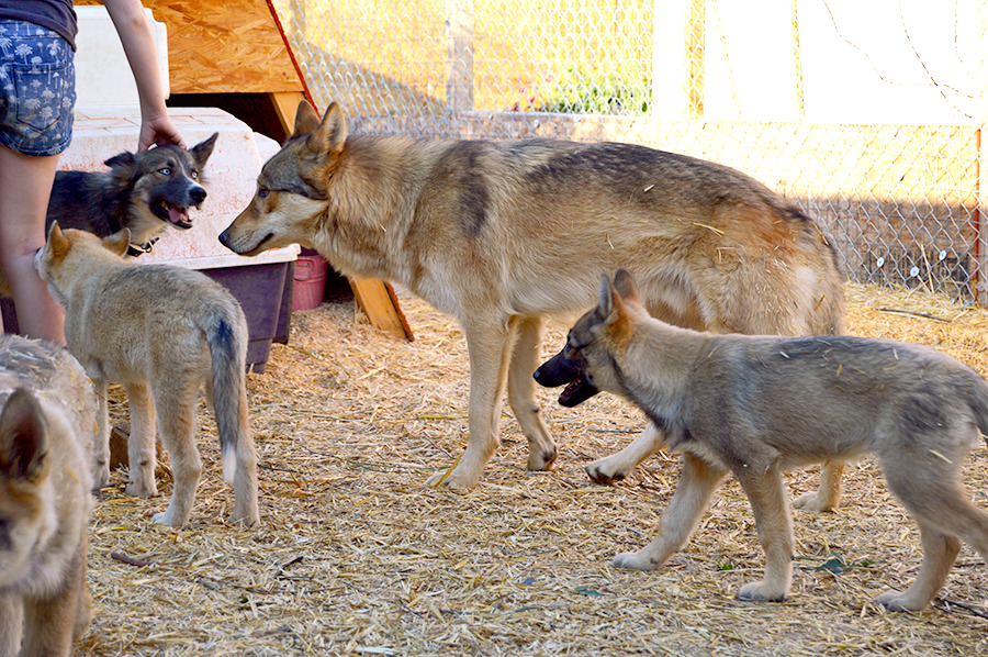 danekez:  Wolfdogs! Well, mostly Wolfdogs. That pretty girl with the STRIKING blue