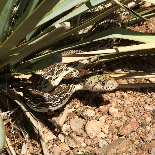 Sonoran Gopher Snake (Pituophis catenifer affinis), J-Six Ranch, Cochise County, Arizona.