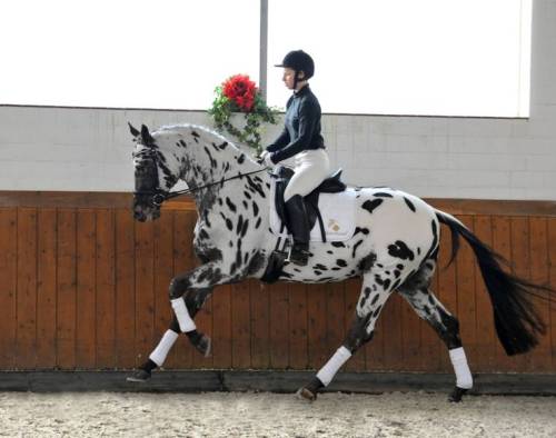 bayand-beautiful: doublebridle:  ♞ Dressage Stallions I Love  ↳ Sartors Showtime (2008, 167cm, Sir D