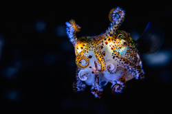 nubbsgalore:  despite its colourful appearance, the hawaiian bobtail squid (euprymna scolopes) has the ability to render itself invisible to predators from bellow, thanks to a luminescent bacteria, vibrio fischeri, which inhabits a special light organ