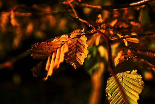 cosycandlelightcuddlings:Autumn Leaves by stevetiler
