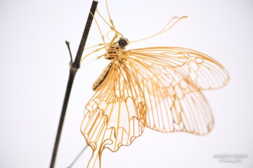 Yellow Helen butterfly entirely made from bamboo, by super skilled artist Noriyuki Saitoh (live pict