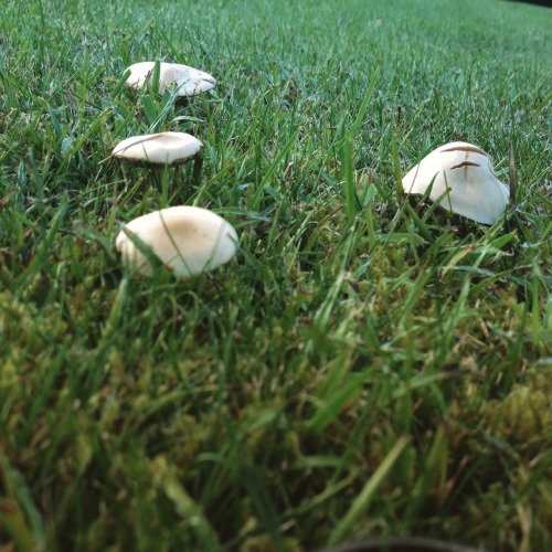 08/10/2015 | every autumn my garden erupts with mushrooms