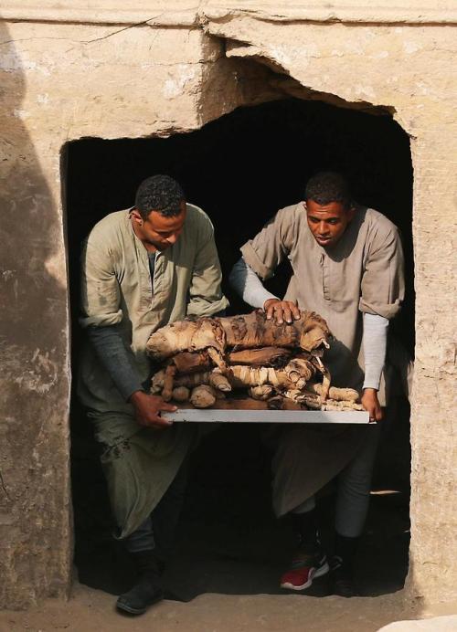 Workers carry mummified cats out from the tomb of Khufu-Imhat, November 2018.“An Egyptian archaeolog