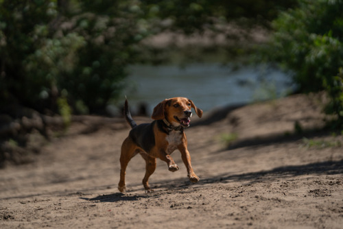 Labor Day For The Dogs At Minnehaha Park