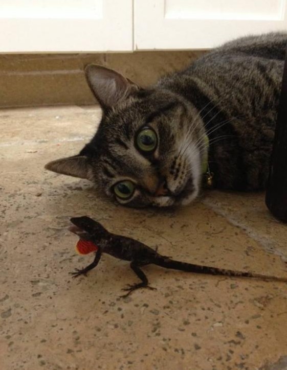catasters:  &ldquo;I’m so high, Dude… and you’re awesome! You’re like
