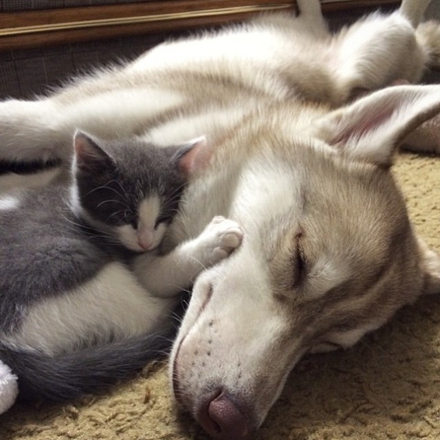 bobbycaputo:    Three Huskies Are Inseparable Best Friends with a Dying Kitten They