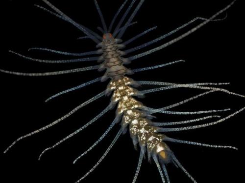 Bristle worm (Amblyosyllis spectabilis)Photo by David Fenwick