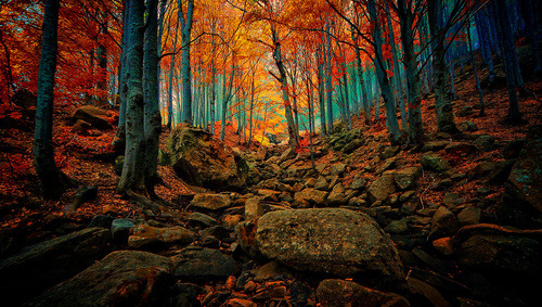 bluepueblo:  Autumn Forest, La Spezia, Italy photo via forin