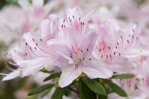 in praise of azaleas