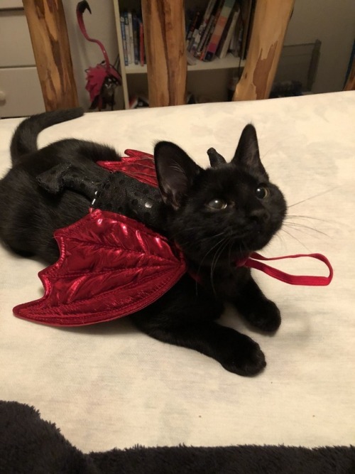 horrorandhalloween:Pet Halloween costumes: Cats