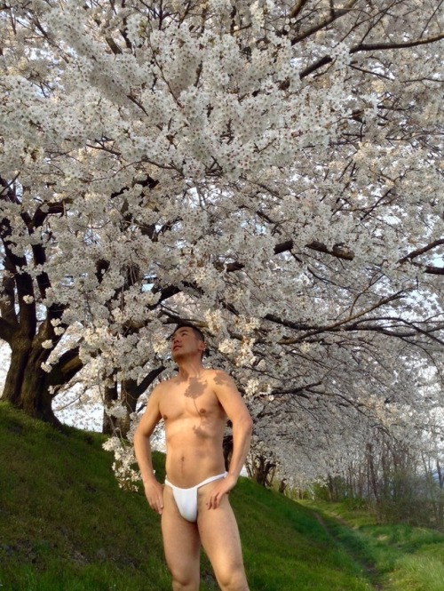 Gorgeous photography of fundoshi-taro with cherry blossoms