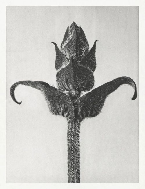 fragrantblossoms:  Karl Blossfeldt 