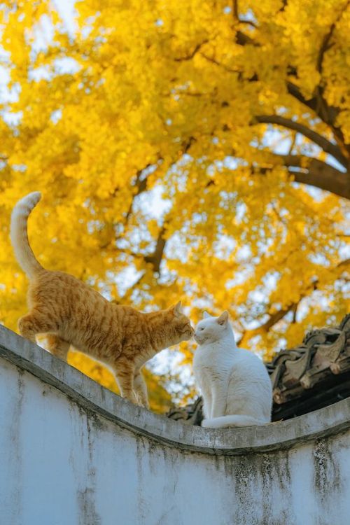 your-local-catsitter - catsitter