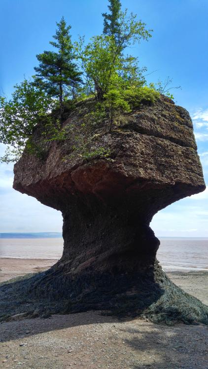 amazinglybeautifulphotography:  Hopewell Rocks formation at low tide in the Bay of Fundy [OC] [2988x5312] - Author: wmabney on reddit