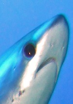 bumbleshark:  treesthatsee:  *blows a kiss at the ocean (for the sharks)*   