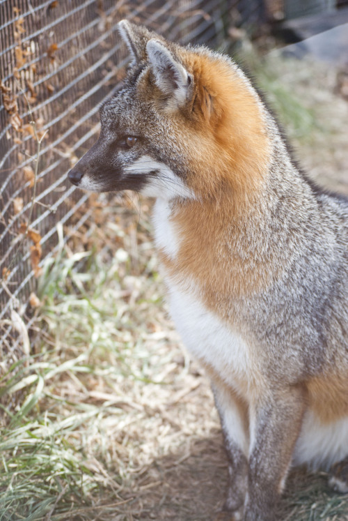 zooophagous:  Urocyon Cinereoargenteus, or, the American Gray Fox, looking lovely in her winter coat. 