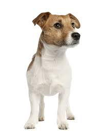 Alex Keller Is Not A Golden Retriever That Man Is A Jack Russel Terrier
