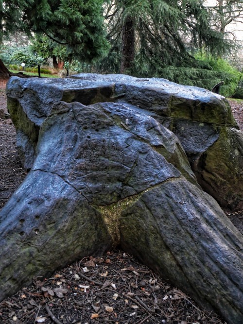 Prehistoric Fossilised Tree Stump, Sheffield Botanical Gardens, Sheffield, Yorkshire 