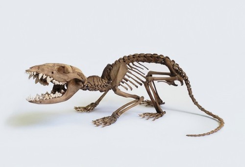 Juvenile Opossum SkeletonMy baby is complete! Took a long time to get the motivation to power throug