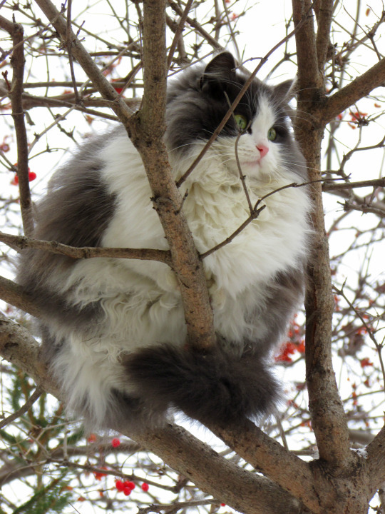 cat-overload:Kitty thinks he’s a bird