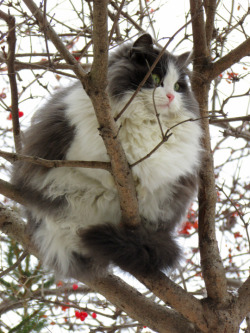 Cat-Overload:kitty Thinks He’s A Bird