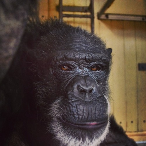 Rachel
#faunachimps #rachelchimpanzee #sanctuary #caregiverpics #beautiful