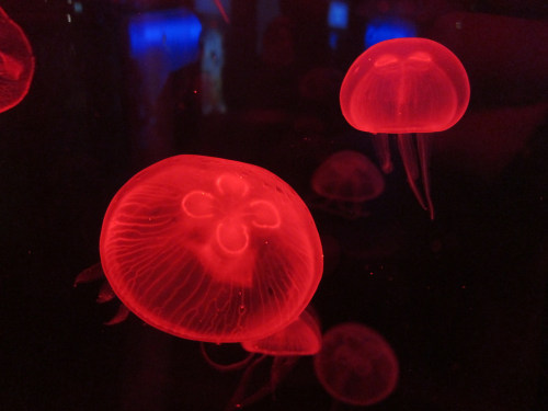 mooonjellies:ngaenghui