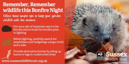 animalcharitiesuk: Sussex Wildlife Trust asks you to ‘Remember, remember wildlife this 5th of 