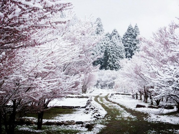 ryandonato:  When it snows it blossoms