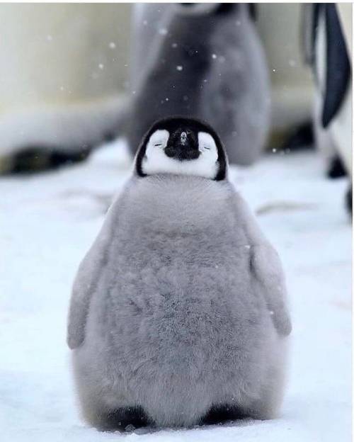 everythingfox:Happy penguin