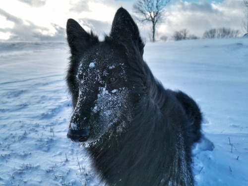 At least once a day Pandolf jumps head first into some snow.