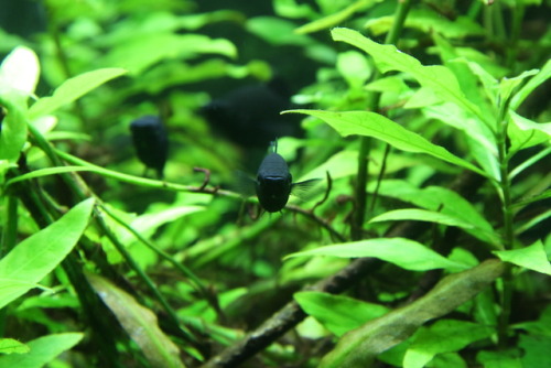 foundlingbird:Black Mollies are very cute (ʃƪ ˘ ³˘)