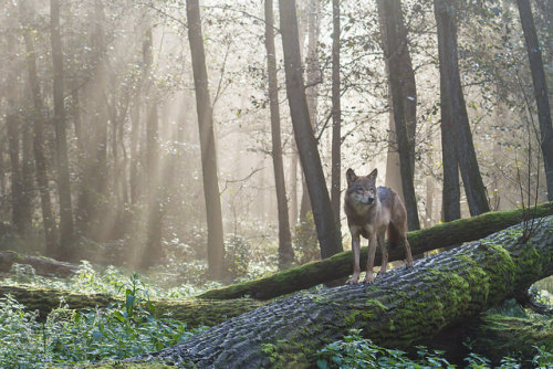 ancientdelirium: Wolf at dawn by Marlies Platvoet on Flickr.