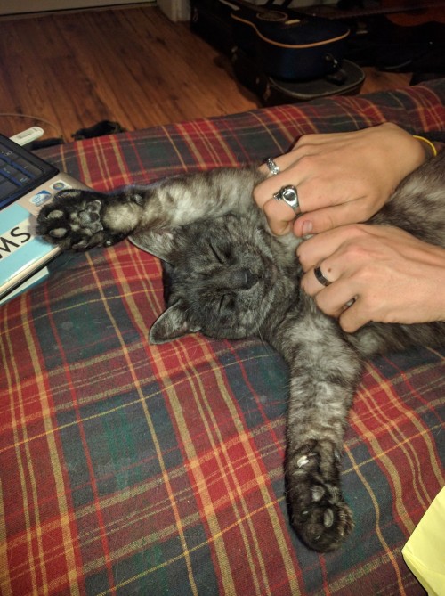 and-away-she-goes: My partner’s cat loves getting his armpits scratched @kingleon420 @mostlyca