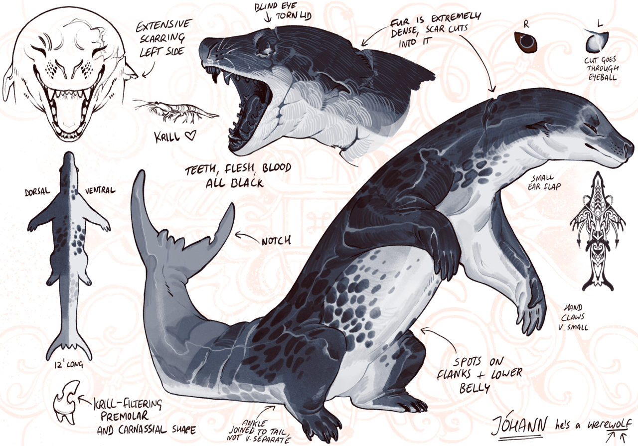 A reference sheet showing several drawings of the same werewolf standing bipedally. He is very seal-like, mostly resembling a leopard seal in colouration and facial structure. His teeth have notches to filter krill and all his tissues including his teeth and the extensive scarring on his left side which cuts through his short but very dense thick fur. He is dark grey on top and pale grey/white underneath, darkest at his head and paler by his tail. His flanks have dense black spotting which extends onto the white of his lower belly. His lower legs are very short while his arms are long and webbed to form flippers. In one close-up drawing he is lunging for a simply-drawn krill. Text in the image points out various features and reads "Extensive scarring on left side. Teeth, flesh, blood all black. Notch [in his tail]. Blind eye and torn eyelid. Fur is extremely dense, scars cut into it. Cut goes through [left] eyeball. Small ear flaps. Spots on flanks and belly. Ankle joined to the tail, not very separate. Krill filtering premolar and carnassial shape. Hand claws very small. Jóhann he's a werewolf" with arrows highlighting the 'wolf' part of the word. In the background is an abstract design of swirls and knotwork.