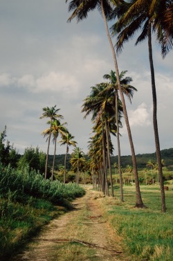 kyleonhisisle:  Palm trees illuminated in