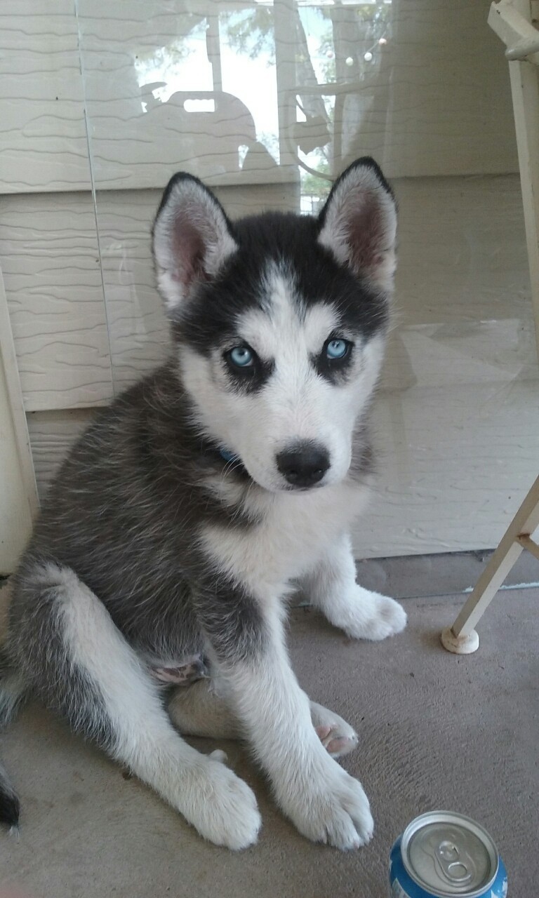 cherrybombkisses:  Husky puppies. 😍😍😍
